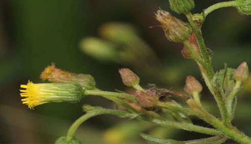 Medicinal plant/Herb